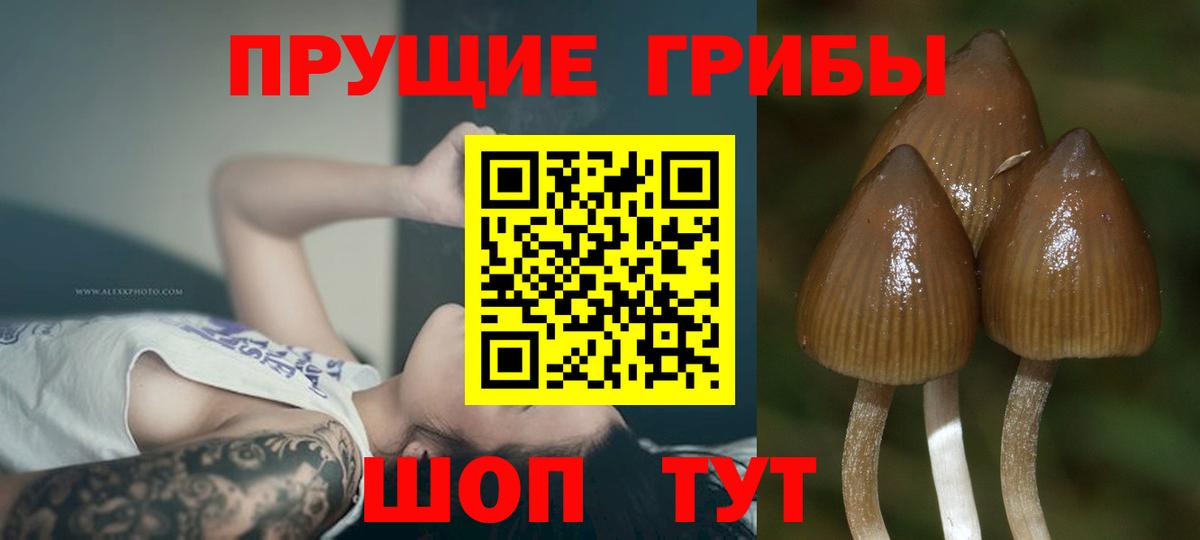 Псилоцибиновые грибы Cubensis  Вход с VPN  Галлюциногенные грибы мицелий  Малгобек 
